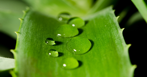 How Aloe Vera Can Save Your Voice - read more at www.completevocalcoach.com